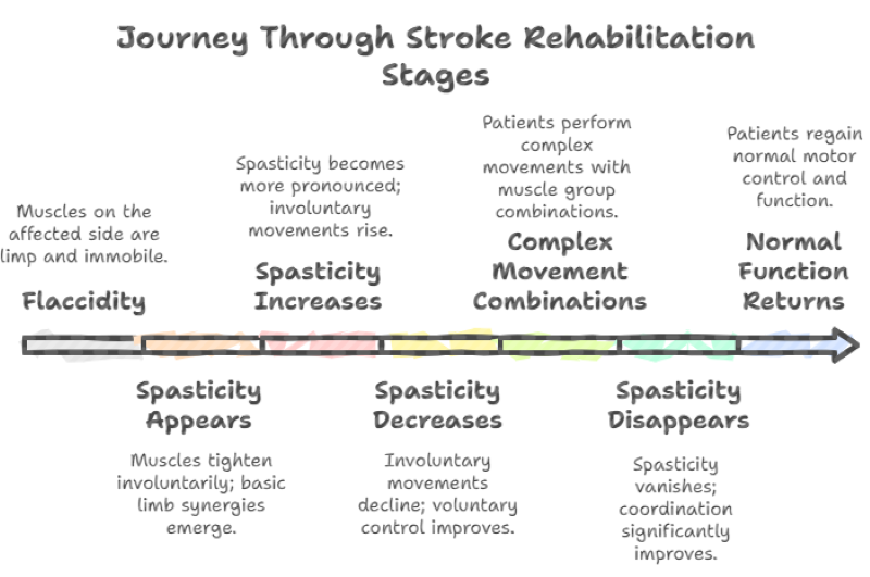Stroke Rehabilitation Stages